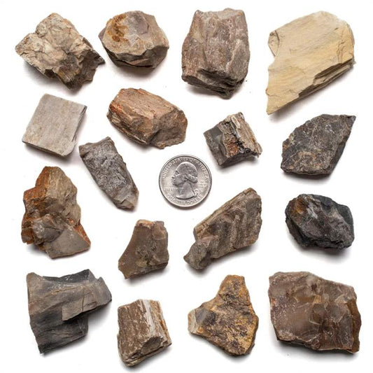 Rough Petrified Wood Piece