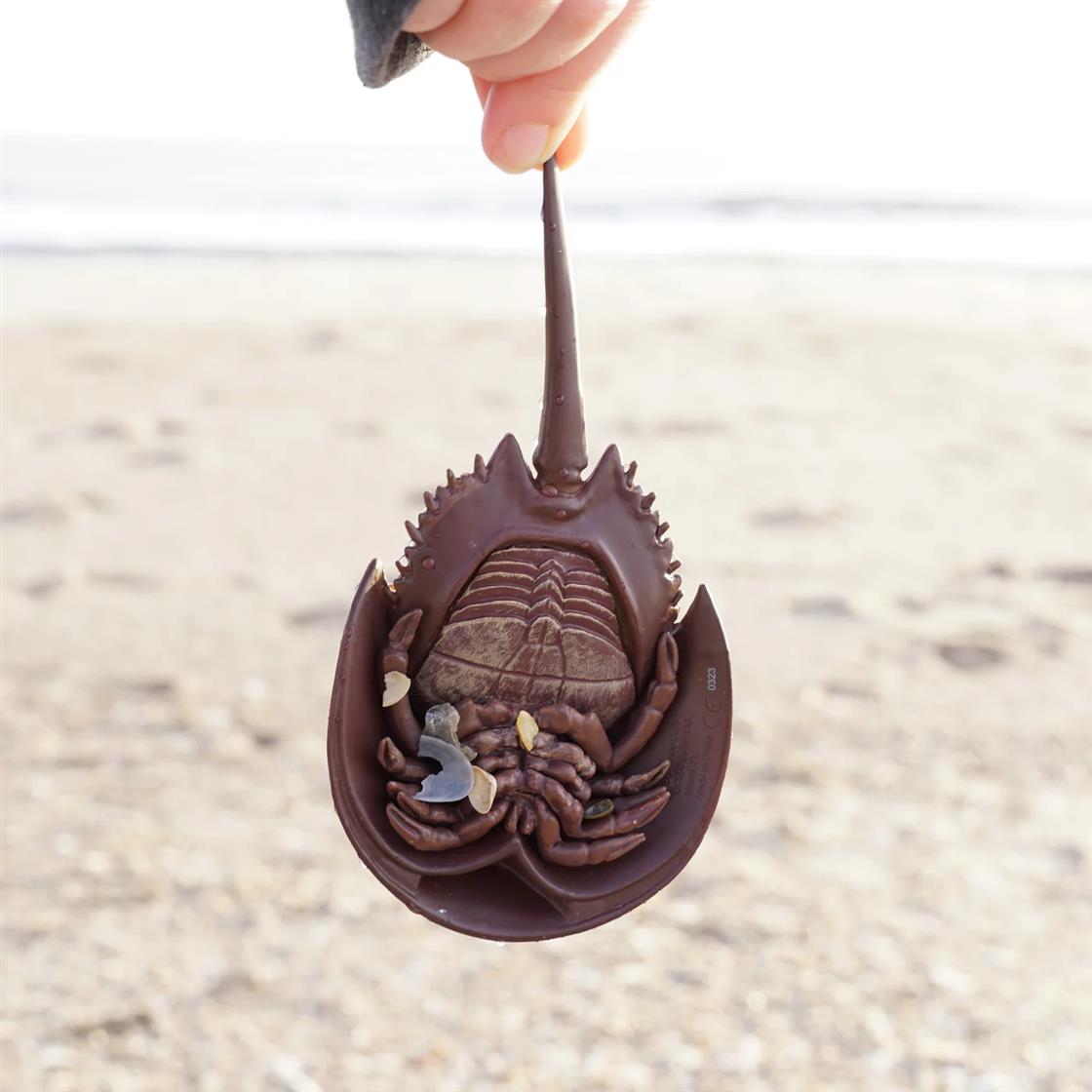 Horsehoe Crab