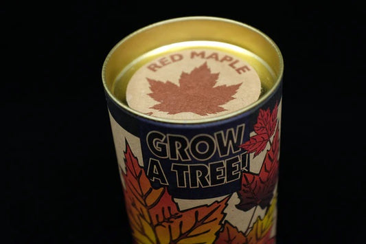 Red Maple Tree Grow Kit