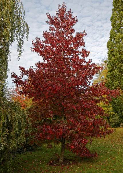 Red Maple Tree Grow Kit