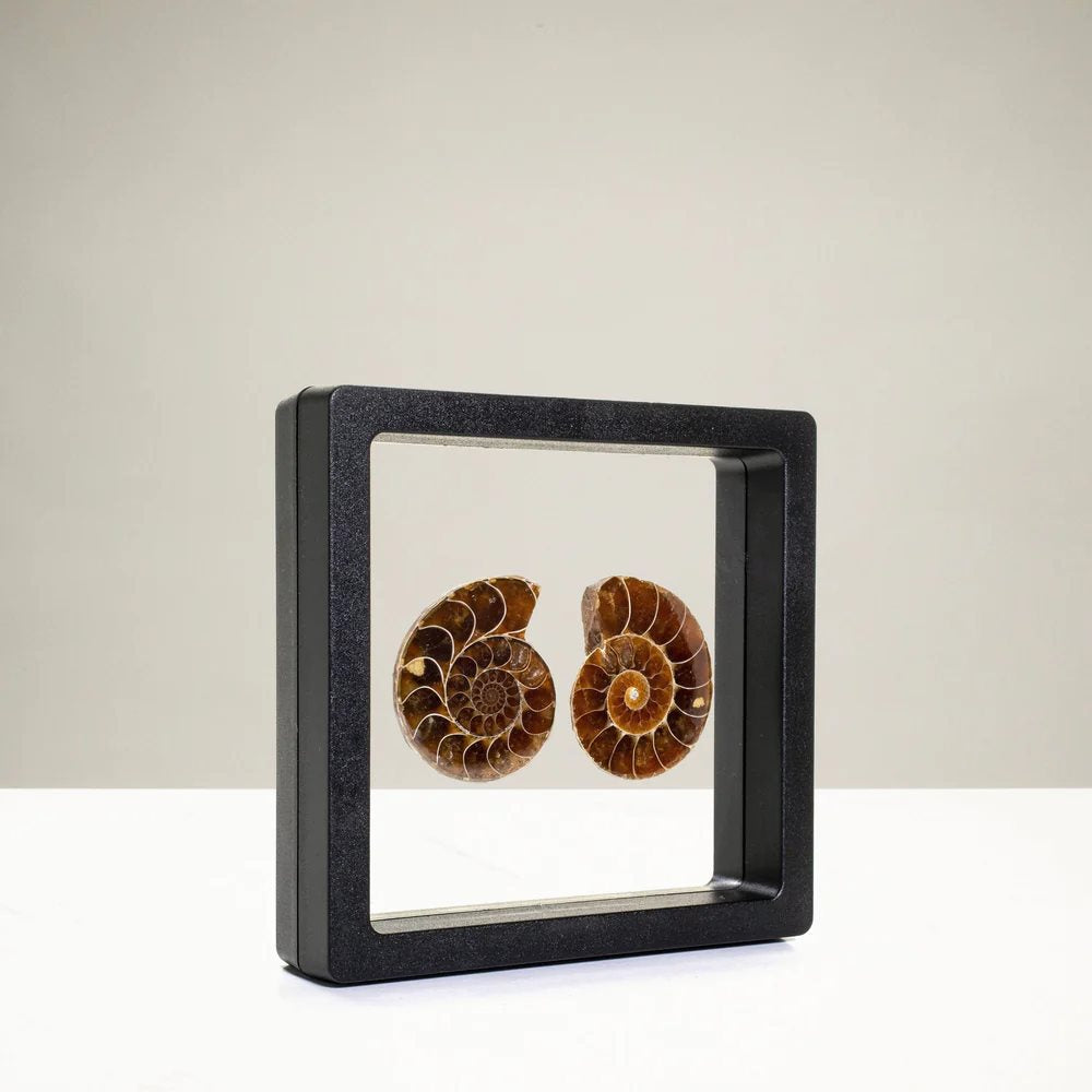 Ammonite Shell Pair
