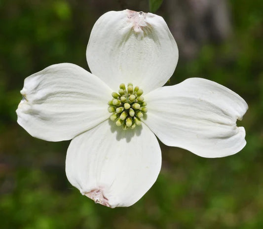 Flowering Dogwood Grow Kit