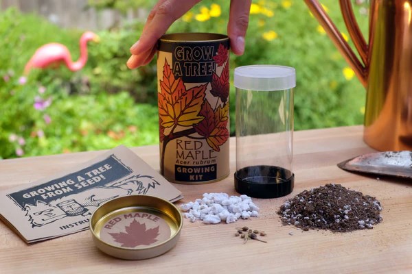 Red Maple Tree Grow Kit