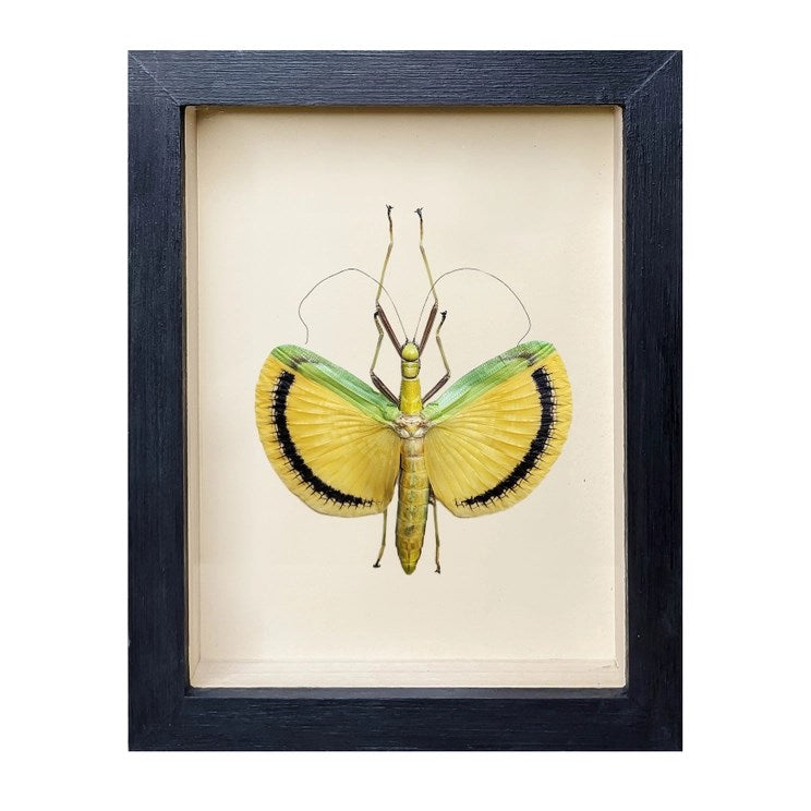 Stick Insect Shadow Box