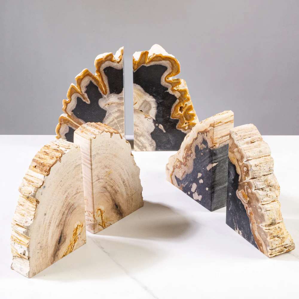 Black Petrified Wood Bookend Set
