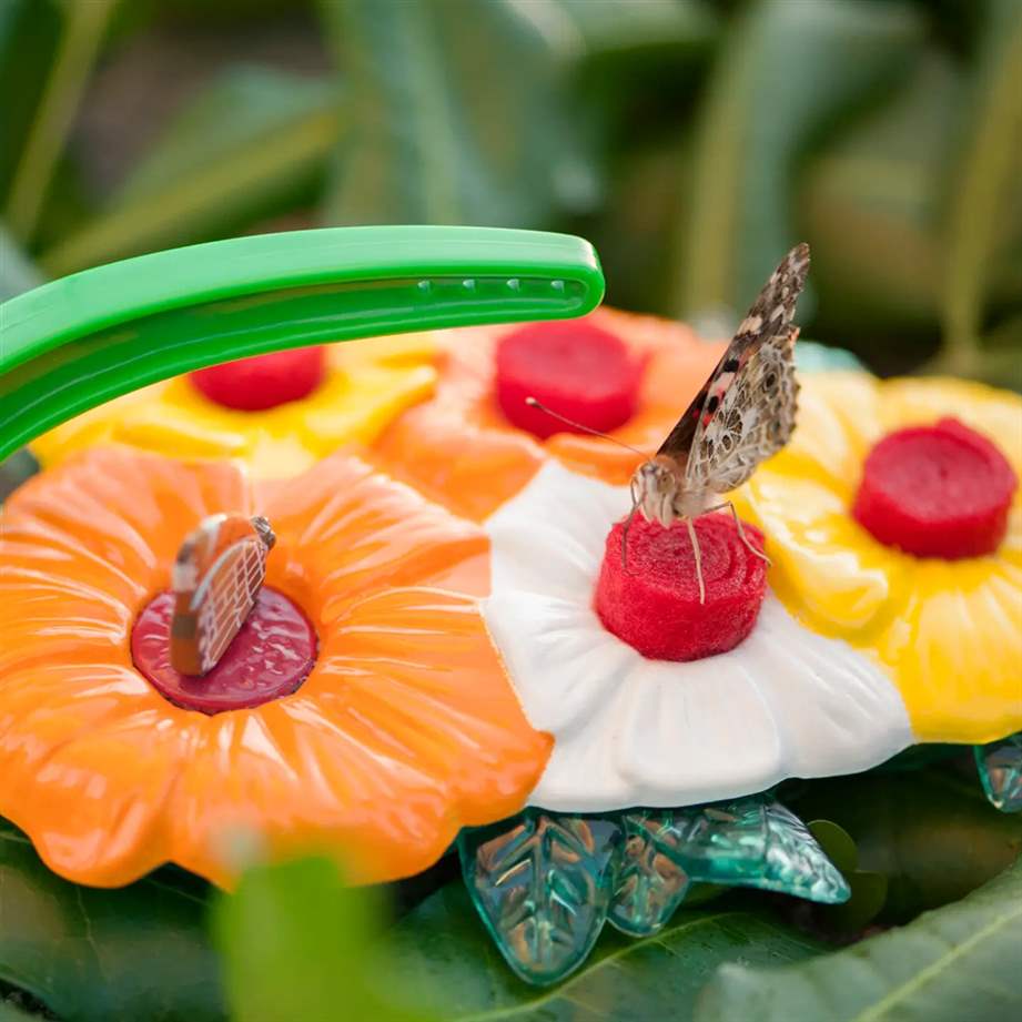 Butterfly Feeder