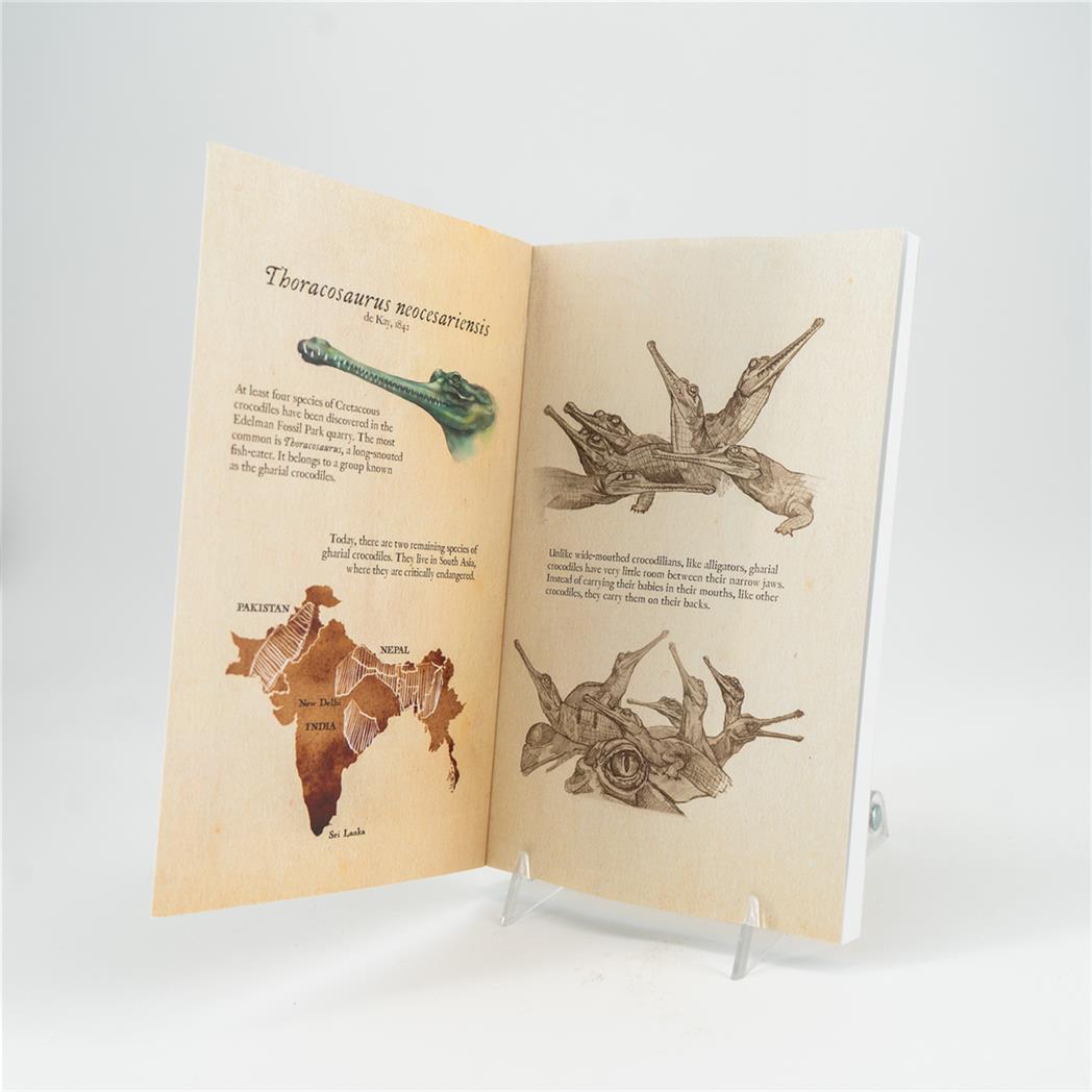 Thoracosaurus EFM Notebook