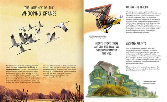 Rewilding: Bringing Wildlife Back Where it Belongs