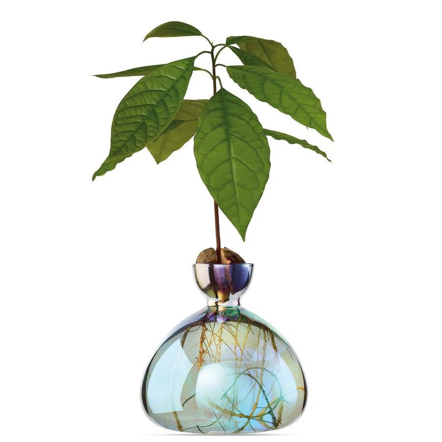 Avocado Vase - Cosmic Lyra