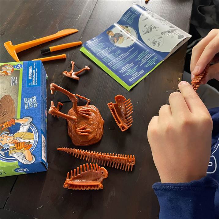 Dino Excavation Kit - Carnotaurus