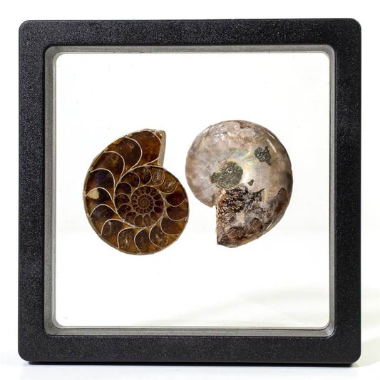 Ammonite Shell Pair