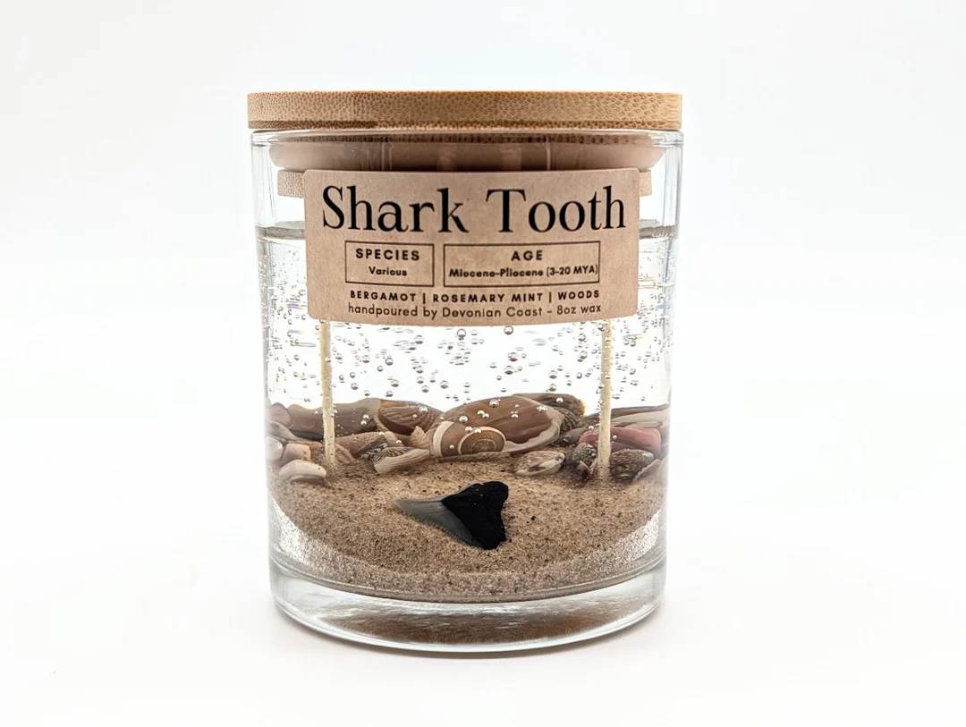 Large Shark Tooth