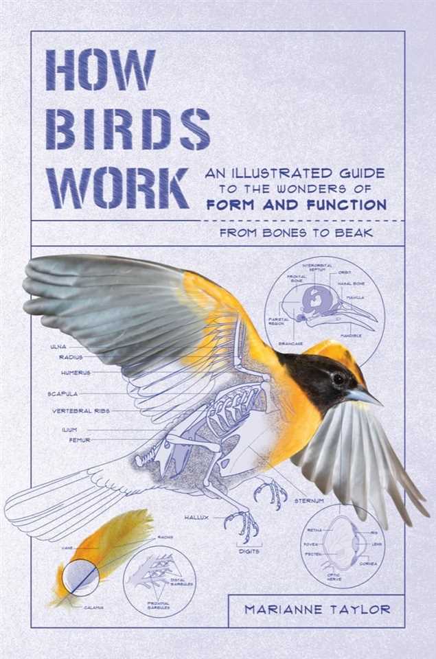 How Birds Work: An Illustrated Guide to the Wonders of Form and Function