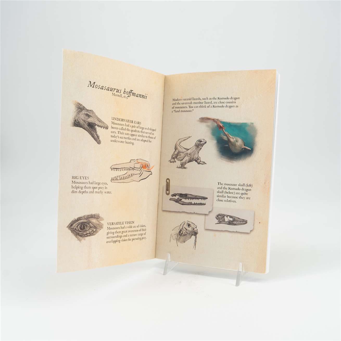 Mosasaurus EFM Notebook