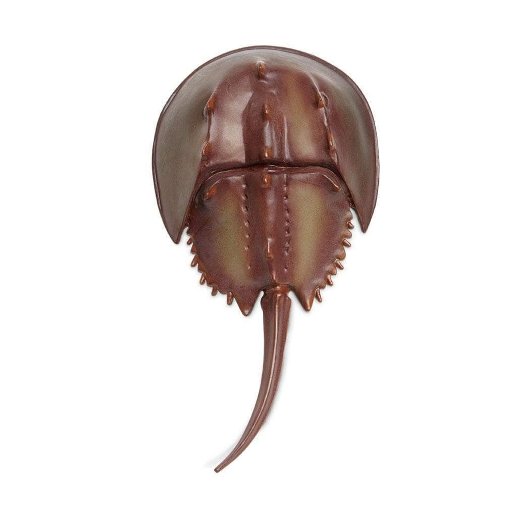 Horsehoe Crab
