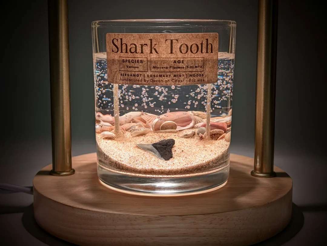 Large Shark Tooth