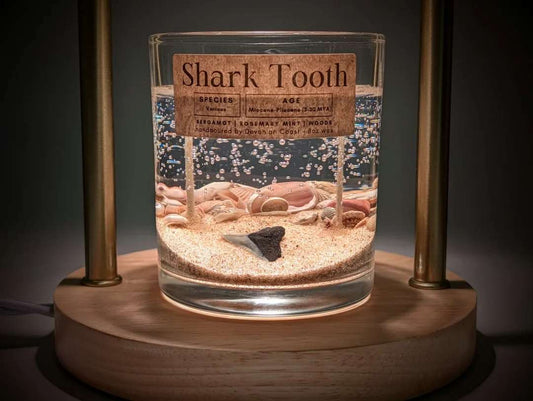 Large Shark Tooth