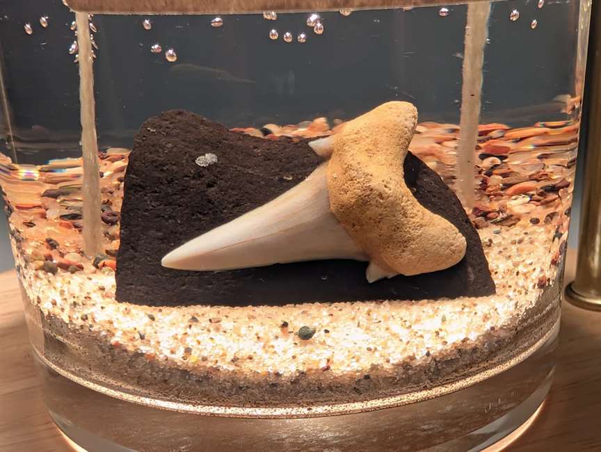 Otodus Shark Tooth Candle