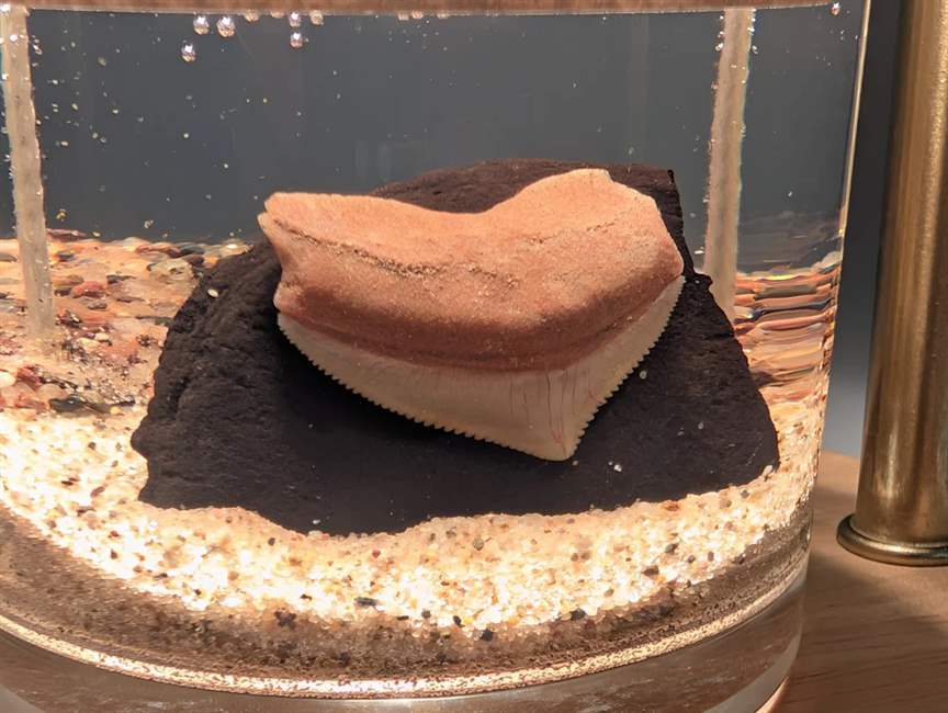Crow Shark Tooth Candle
