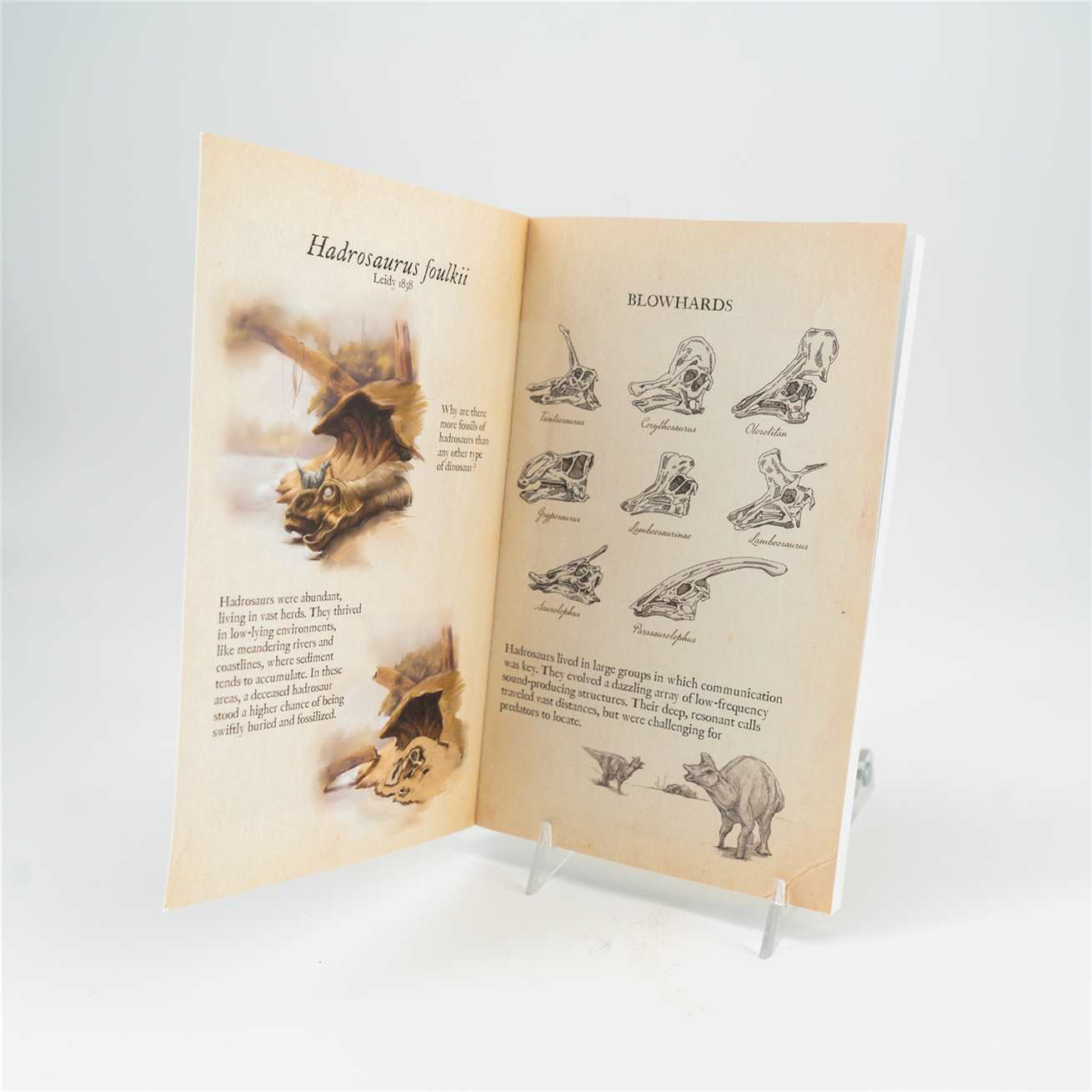 Hadrosaurus EFM Notebook