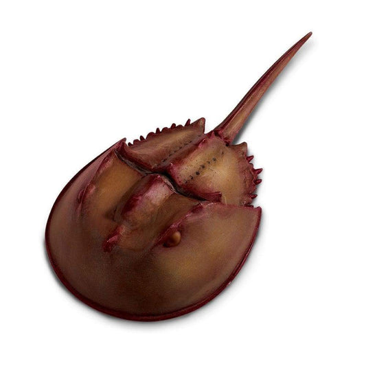 Horsehoe Crab