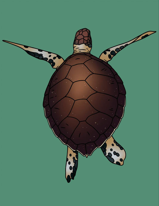 Turtle Blank Greeting Card
