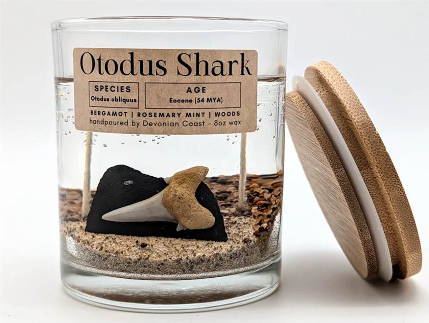 Otodus Shark Tooth Candle