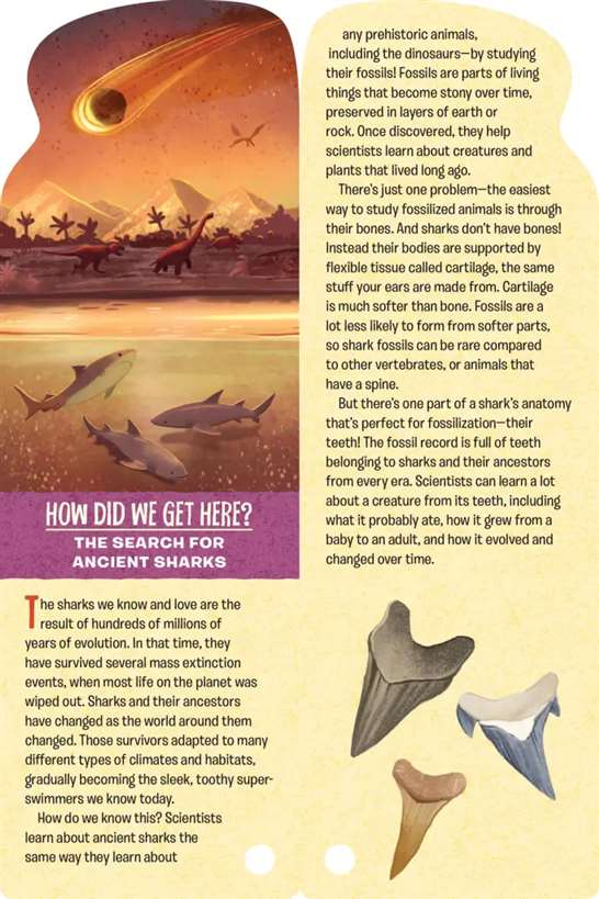 Fandex Kids: Sharks