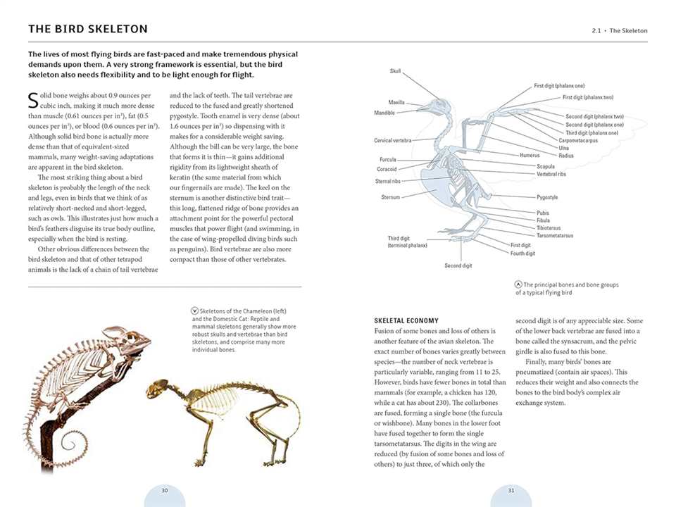 How Birds Work: An Illustrated Guide to the Wonders of Form and Function