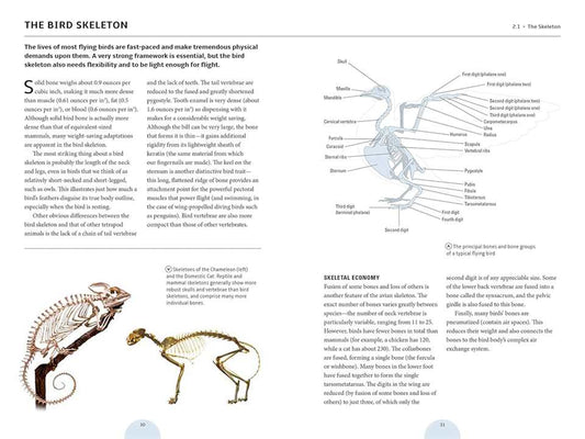 How Birds Work: An Illustrated Guide to the Wonders of Form and Function