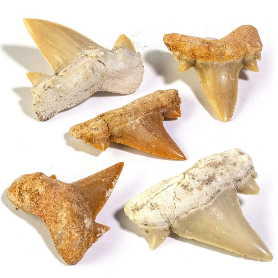 Shark Tooth Fossil