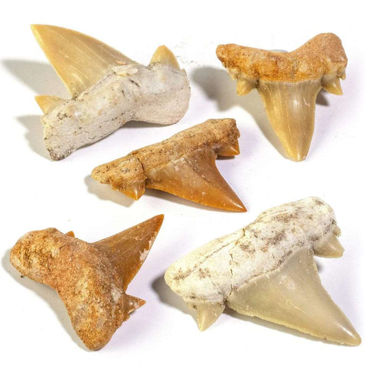 Shark Tooth Fossil