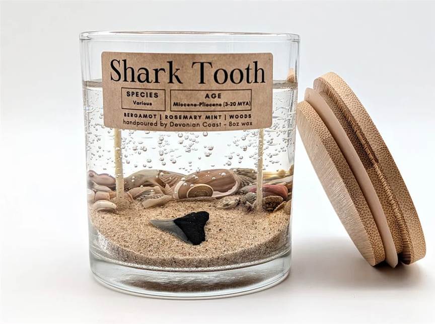 Large Shark Tooth