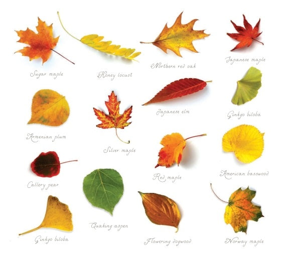 If You Find a Leaf