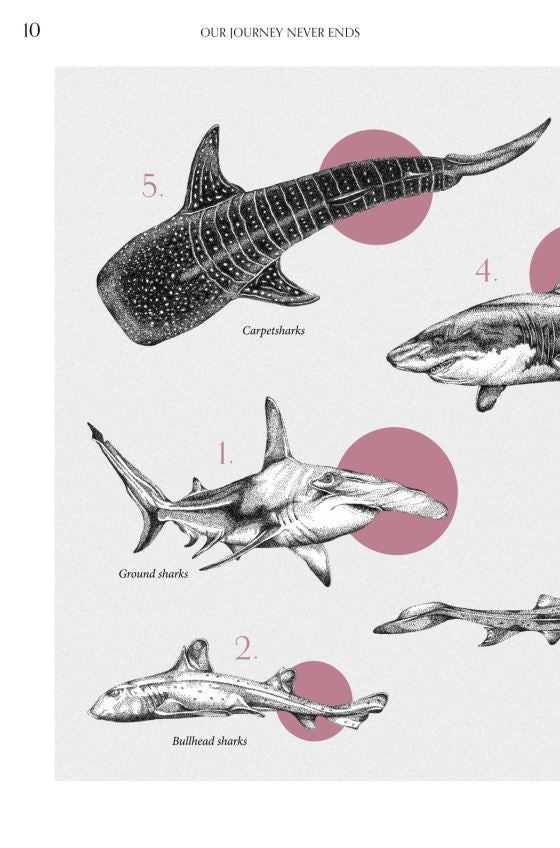 Amazing Shark: Guardian of the Sea
