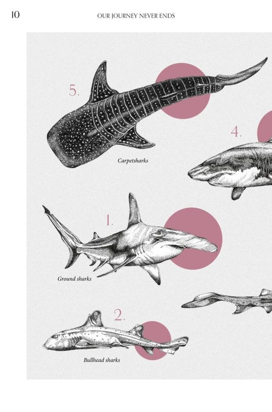Amazing Shark: Guardian of the Sea