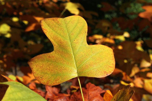 Tulip Poplar Grow Kit