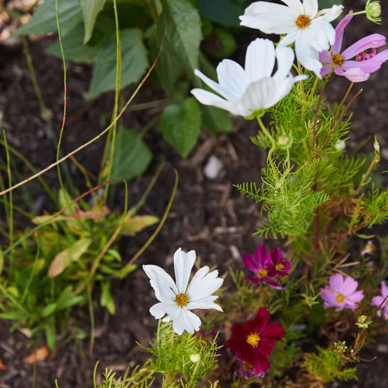Reindeer Poop Wildflower Seed Ball