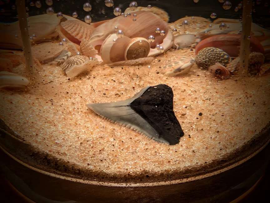Large Shark Tooth