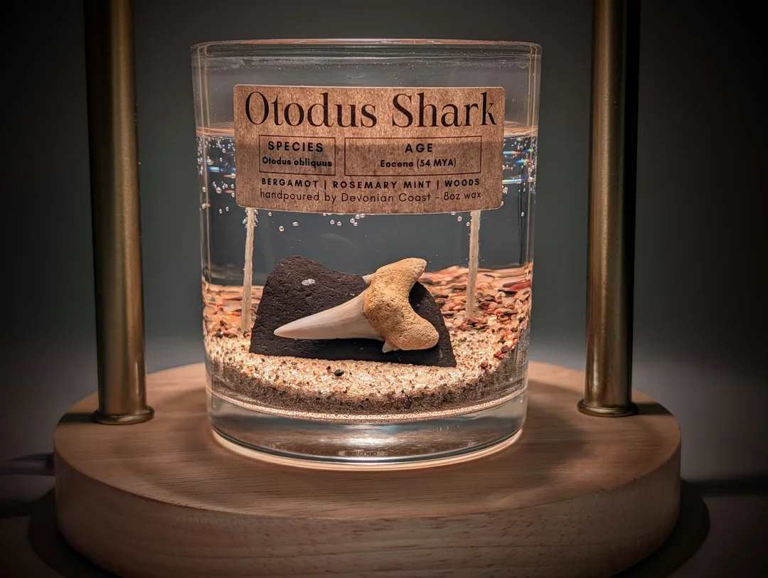 Otodus Shark Tooth Candle