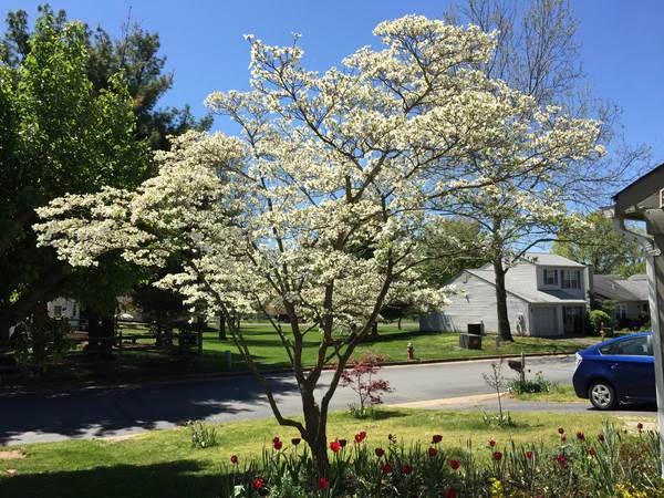 Flowering Dogwood Grow Kit